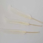3 Plumes 15 cm N°01 Blanc